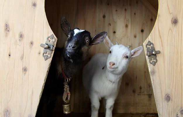 犬猫だけじゃない 動物と触れ合えるこんなカフェがあった 飲食バイトのための情報サイト グルメdeまとめ 犬猫だけじゃない 動物と触れ合えるこんなカフェがあった 飲食バイトのための情報サイト グルメdeまとめ