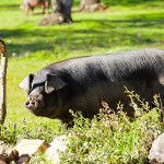 イノシシと豚、何が違うの？